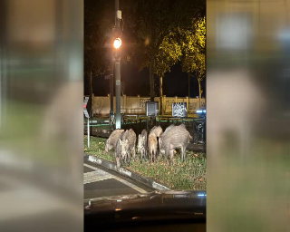 Corso Unione Sovietica, 6 cinghiali "a spasso" nel traffico